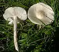 Almen-WeichritterlingMelanoleuca subalpina