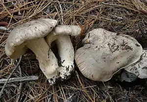 Tiger-RitterlingTricholoma pardinum