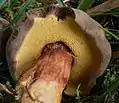 Brauner FilzröhrlingXerocomus ferrugineus