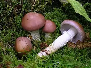 Üppiger TräuschlingStropharia hornemannii