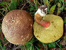 Gemeiner Rotfußröhrling Xerocomellus chrysenteron