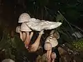 Büscheliger EgerlingsschirmlingLeucoagaricus americanus