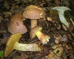 Silber- oder Sommer-RöhrlingButyriboletus fechtneri