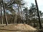 WaldkieferPinus sylvestris