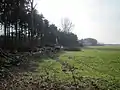 Fällung von Pappeln (März 2013)