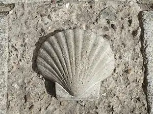 Jakobsmuschel vor dem Domnapf