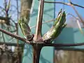 Knospen
