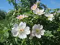 ‘Rosa canina’ (oder ‘Hundsrose’), Wildrose