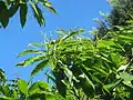 EdelkastanieCastanea sativa