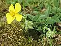 Gelbes SonnenröschenHelianthemum nummularium