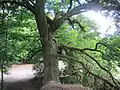 StieleicheQuercus robur