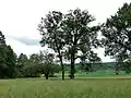 Wiesenlandschaft im NSG