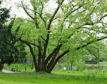 Siebenstämmige Kaukasische Flügelnuss (pterocarya fraxinifolia)