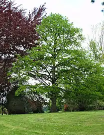 Baum-Hasel (corylos colurna)