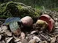 Wolfs-RöhrlingRubroboletus lupinus