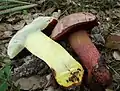 Blasshütiger Purpur-RöhrlingRubroboletus rhodoxanthus
