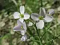 Cardamine pratensis