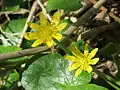 Ficaria verna