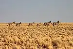 Hartmann-Bergzebras