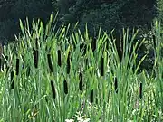 Breitblättriger Rohrkolben (ähnlich sind Schmalblättriger Rohrkolben, Laxmanns Rohrkolben, Typha domingensis, Typha orientalis u.&nbsp;a.) (Wurzel, junge Sprossen, Blütenstände, untere Stängel und Pollen sowie Samen)