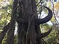 Wasserbüffelhörner auf dem Baha Liurai