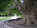 Platane von Tata