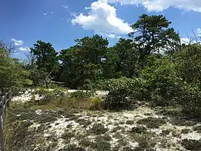 Island Beach State Park, New Jersey