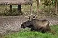 Elch (Alces alces)