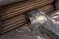 Brächete: Leinen schwingen
