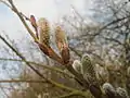Salweide am 10. März 2016, Commons: Salix caprea im Hockenheimer Rheinbogen