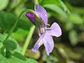 Viola reichenbachiana