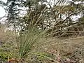 Schaf-SchwingelFestuca ovina
