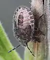 reife Nymphe
