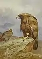 Steinadler