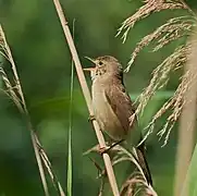 Sumpfrohrsänger (Acrocephalus palustris)