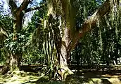 Tropische Pflanzenwelt im Botanischen Garten von Rio