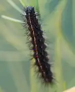 Raupe