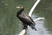 Kormoran am Aradosee
