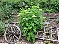 Zerlegter Leiterwagen als Gartendekoration in Frankenfels, Niederösterreich