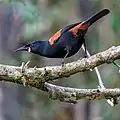 Nordinsel-Sattelvogel