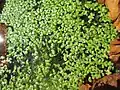 Lemna minor