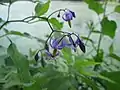 Solanum dulcamara
