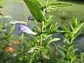 Scutellaria galericulata