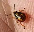 Nymphe 6 Tage später