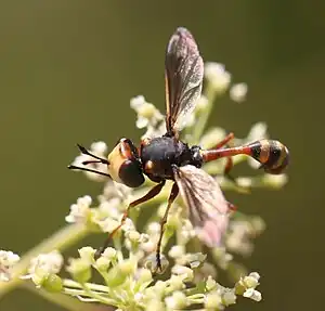 Physocephala vittata
