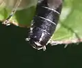 Männchen, Hinterleibsende