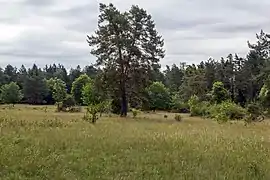 Magerwiese im Naturschutzgebiet