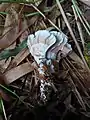 Stereopsis radicans