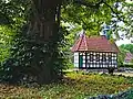 Stamm der Linde Sommer 2019