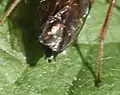 Weibchen, Hinterleibsende